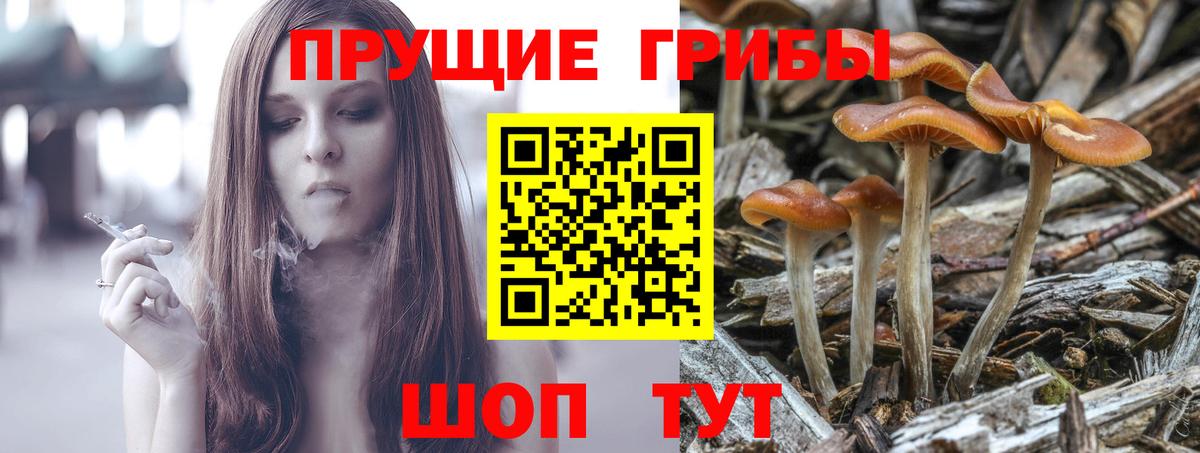 Псилоцибиновые грибы Cubensis Бердск