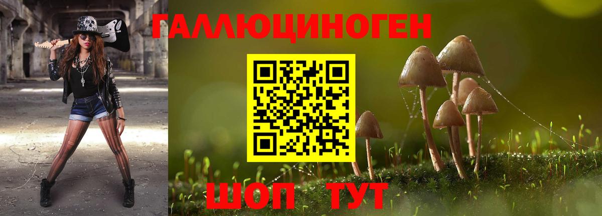 Псилоцибиновые грибы Cubensis  купить наркотики цена  Бердск 